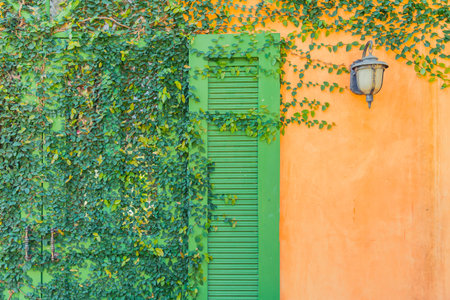 vintage cottage house decorate with ivy green plant.の写真素材