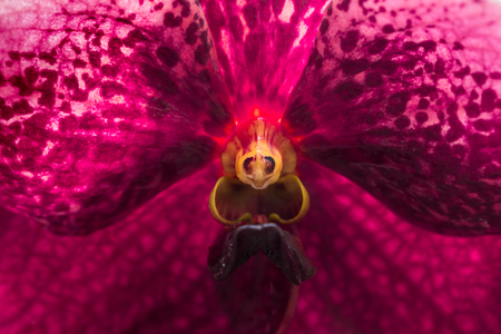 closeup macro orchid flower pollen texture.の写真素材