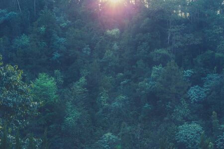 vintage natural forest wood background, green tree park with morning light.の写真素材