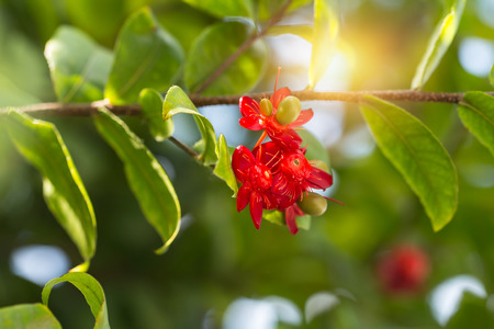 Ochna kirkii plant or Mickey mouse flower on the treeの写真素材