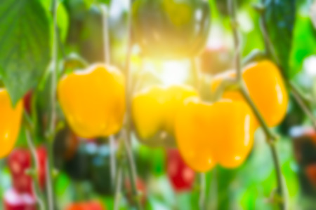 Yellow Bell pepper plant in the gardenの写真素材