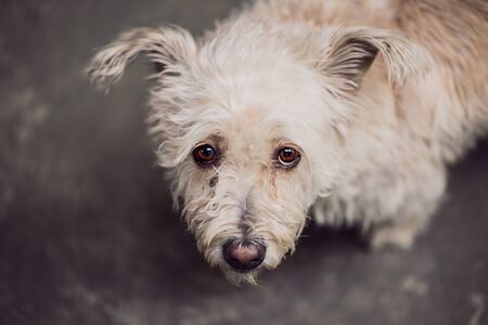 The cute dog with looking eye contactの写真素材