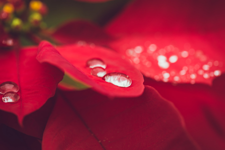 Drop on the leaf, Water from raining season on red christmas plantの写真素材