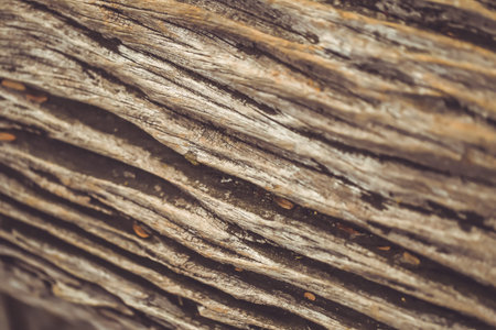 old wood tree texture pattern background vintage color tone.