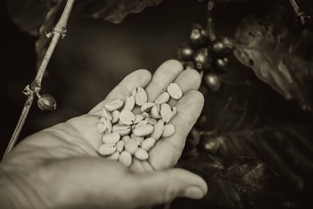 coffee bean vintage color tone.の写真素材