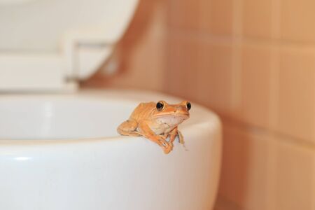 wildlife invade the house, frog at bathroomの写真素材