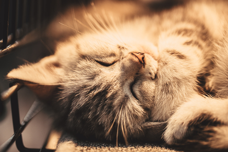 cute cat sleepingの写真素材