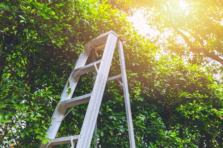 Pruning gardening high tree concept. ladder cut and rip prun branch home garden.の写真素材