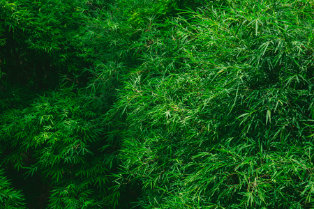 bamboo leaf for nature backgroundの写真素材