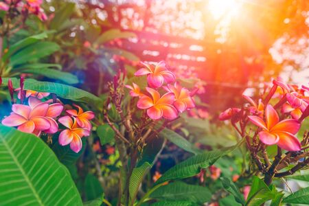 Pink Frangipani flowers with morning sun light.の写真素材