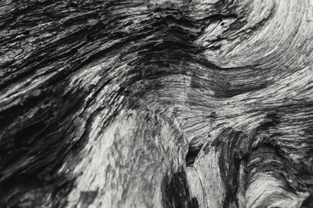 detail of died wood texture black and white nature art photography.の写真素材