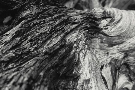 detail of died wood texture black and white nature art photography.の写真素材