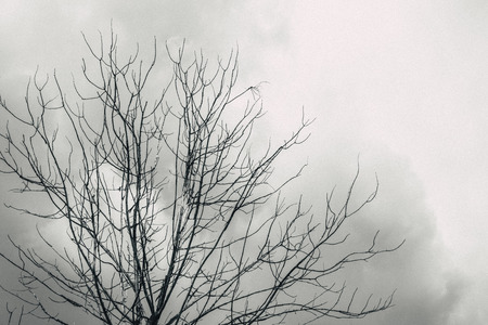 died tree with cloudy look horror lonely sky black and white tone with grain effect.の写真素材
