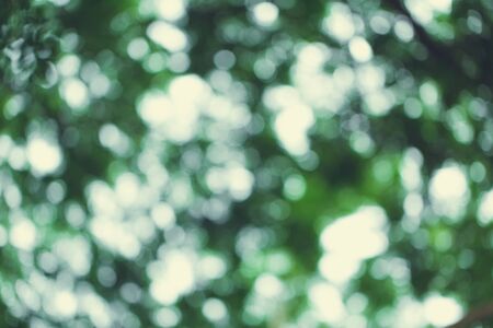blur green tree nature summer bokeh background vintage color tone.の写真素材