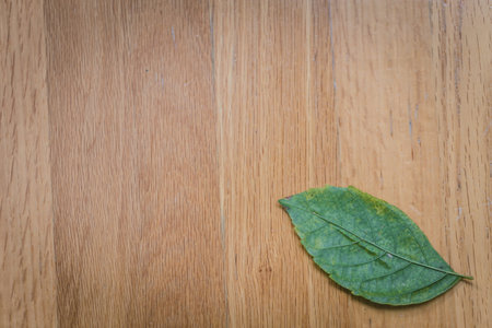 nature background. green leaf on wood table nature background.