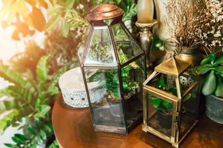 Fantasy green plant in the lantern home decoration botanic styleの写真素材