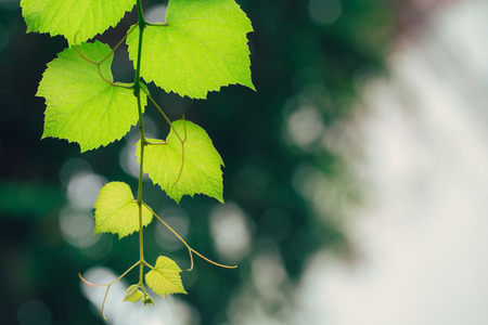 Grape vine green garden nature ecology. Closeup high detail green leaf texture with chlorophyll and process of photosynthesis in plant.の写真素材