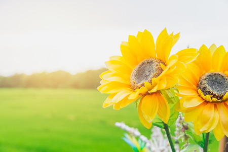 sun flower with green field background fresh morning nature with space for textの写真素材