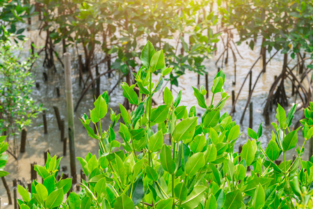 Green Mangrove Forest sea coastの写真素材