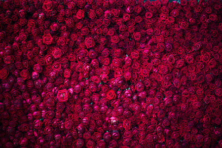 red rose flower background