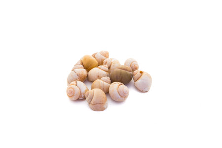 sea shell from ocean isolated on white background