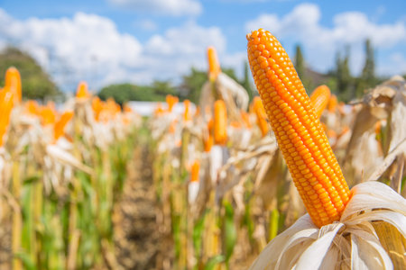corn field closeup dry corn agricultureの写真素材
