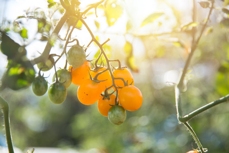 Ripe Cherry Tomato or Small Tomato Plant in Home Gardenの写真素材