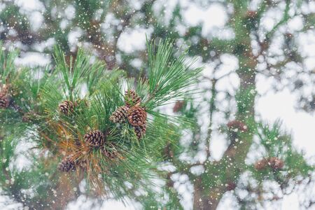 Japanese Pine wood with Snow Winter Season.の写真素材