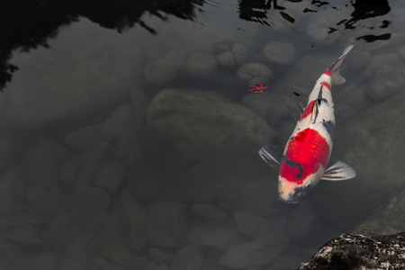 Japanese Koi Colorful Fish Carp in Pond with Space for text.の写真素材