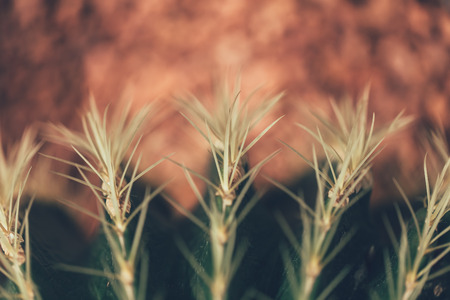 closeup cactus thorns macro danger of nature conceptの写真素材