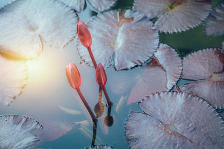 Lotus bud beautiful water flower in pondの写真素材