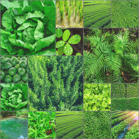 Collection of green photos collection Greenary concept for postcard or background.の写真素材