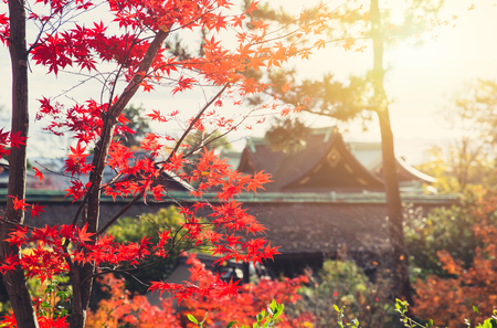 Autumn Japan red maple nature with blur temple background.の写真素材