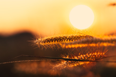 Closeup Feather grass flower sunset background rural countryside landscape dawn orange sky.の写真素材