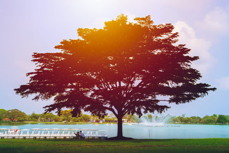 Couple People date in green park under shadow of silhouette big tree protect from heat
