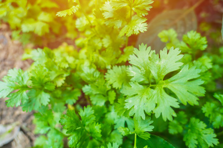 Coriander plant Fresh herb garden at home close up green leaves.の写真素材