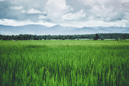 Beautiful dramatic of the landscape of countryside view rice field and mountainの写真素材
