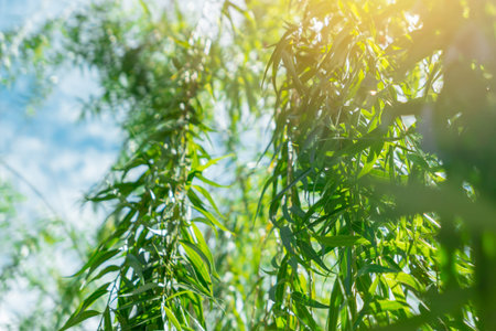 Weeping willow tree with blue sky