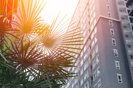 Green city concept plant with high rise building accommodation backgroundの写真素材