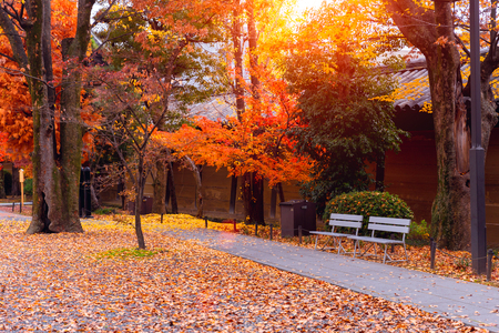 autumn garden fall red foliage beautiful park outdoorの写真素材
