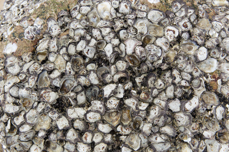 seashell fossil stick cover rock stoneの写真素材