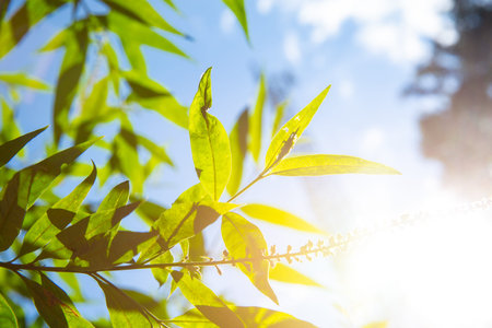 Green leaves sunny sky light freshness of nature.