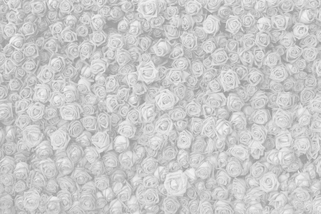 white roses flower for background.の写真素材