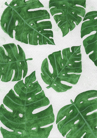 tropical leaft water color paint art of Monstera for postcard.の写真素材