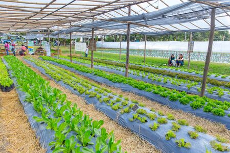 organic farm agriculture plant with green oak and red coral lettuce salad vegetable,16 November 2017, Chiangmai, Thailand.のeditorial素材