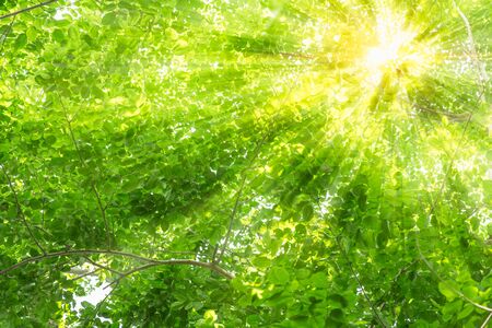 Green tree with sun light rays through beautiful fresh nature backgroundの写真素材