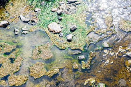 Lichen or Algae life plant in the hot spring mineral sulfer water with green chlorophyll for...