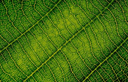 nature texture closeup leaf veins high detail of macro on green plant leaves with chlorophyll cell texture backgroundの写真素材