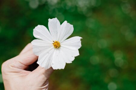 closeup male hand holding one white Cosmos or Mexican Aster flower green nature background with space for textの写真素材