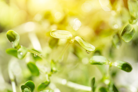 bean sprout from sunflower seed green plant fresh with water drop